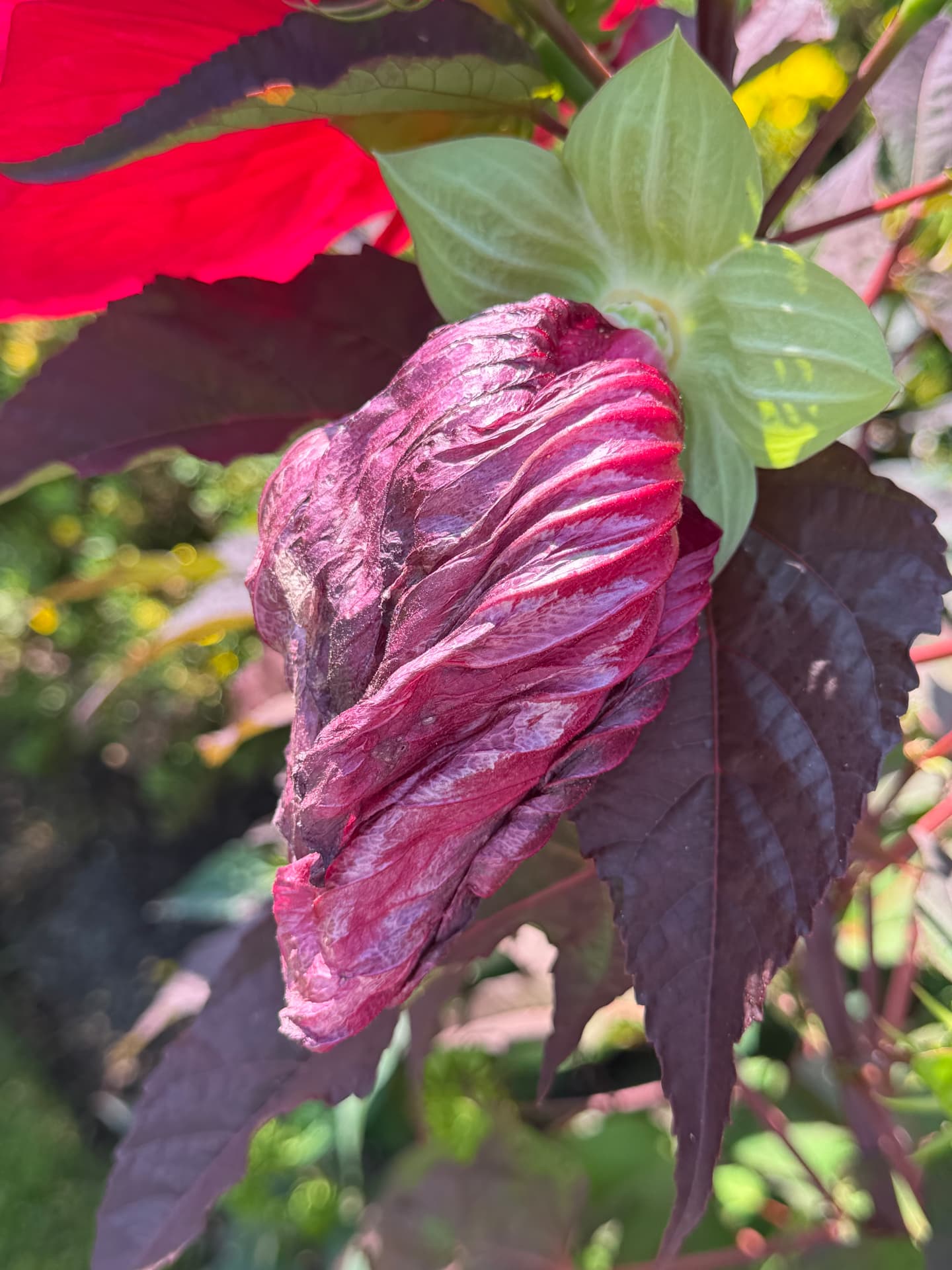 Beauty in the Fold