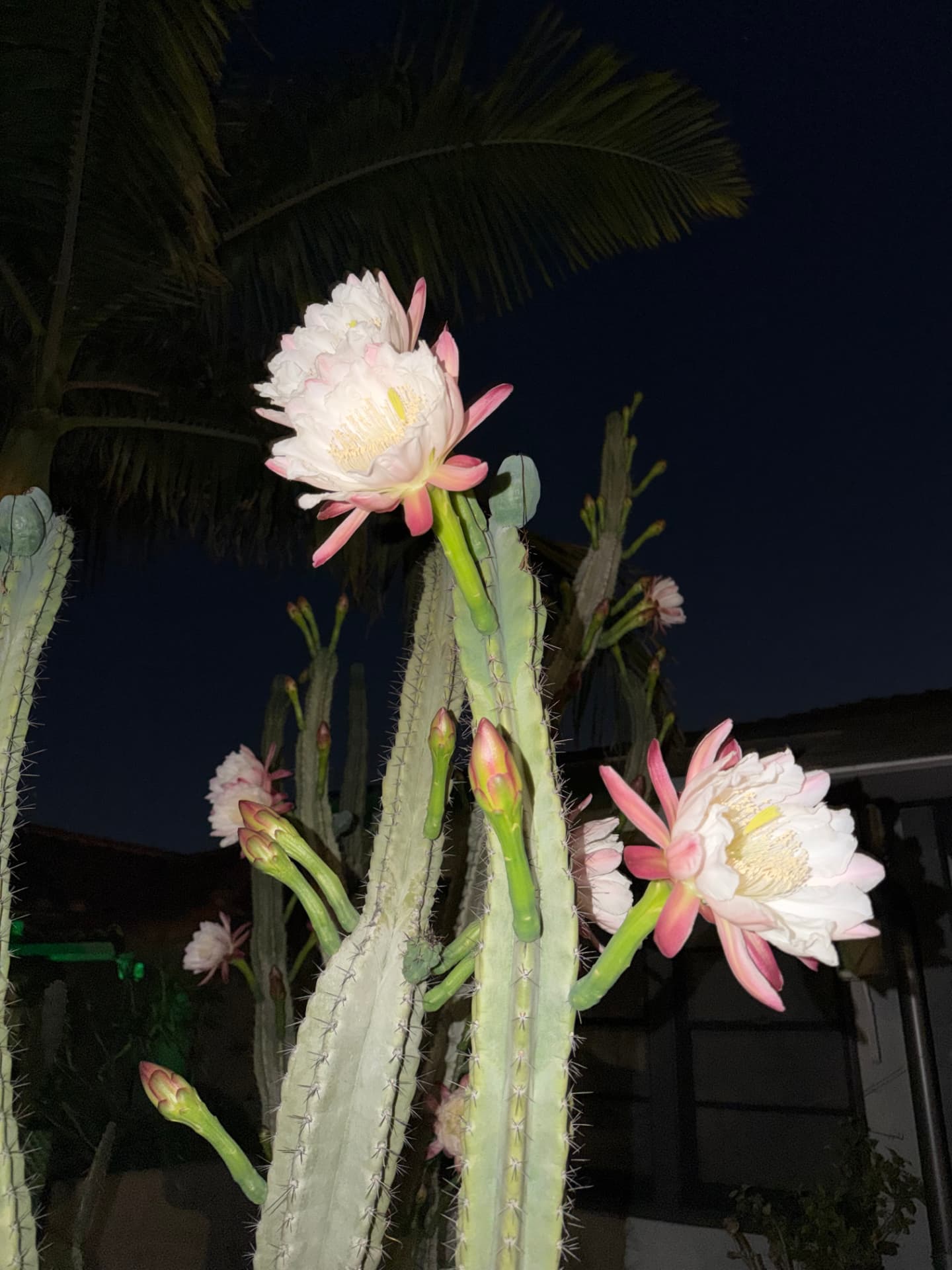 A Night Garden Awakens