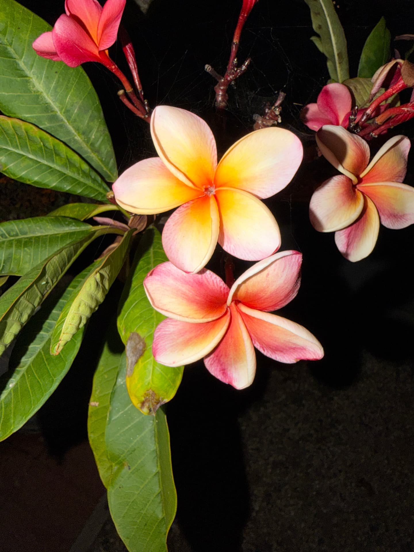 The Warmth of Plumeria
