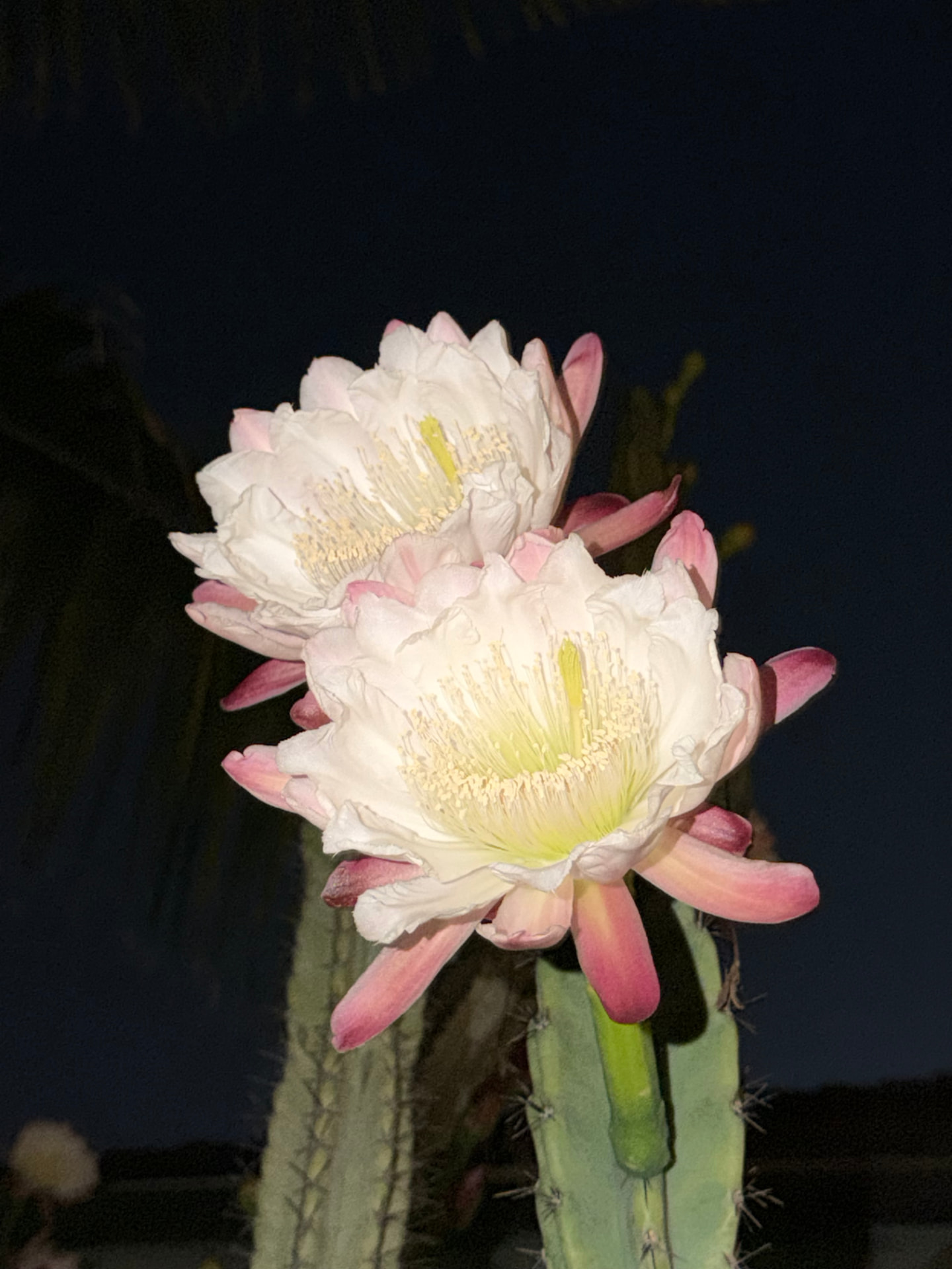 Moonflowers