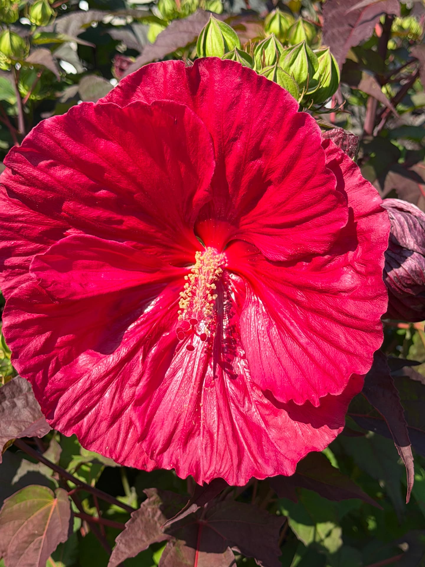 A Bloom Unfolds