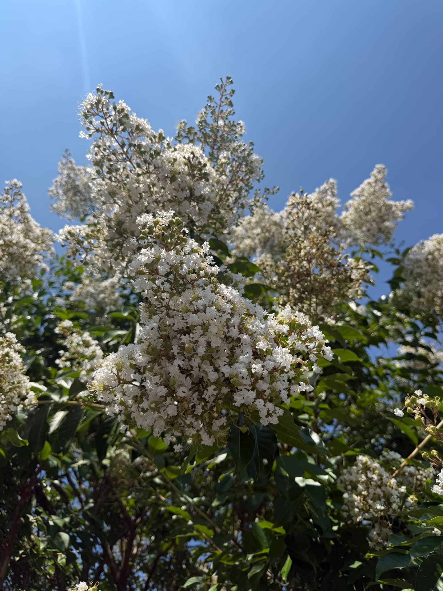 Blossoms Against the Blue