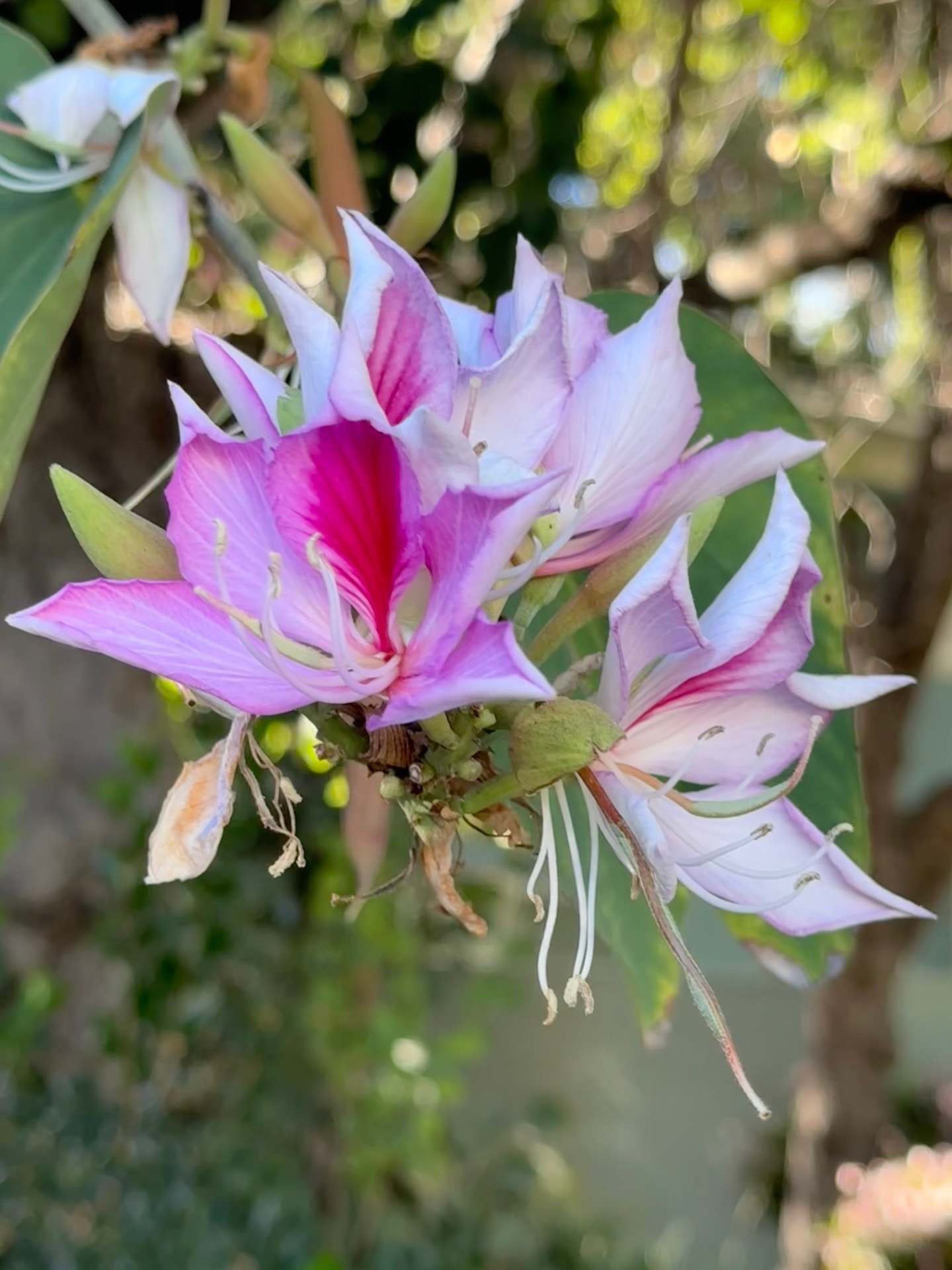 Petals Like Brushstrokes