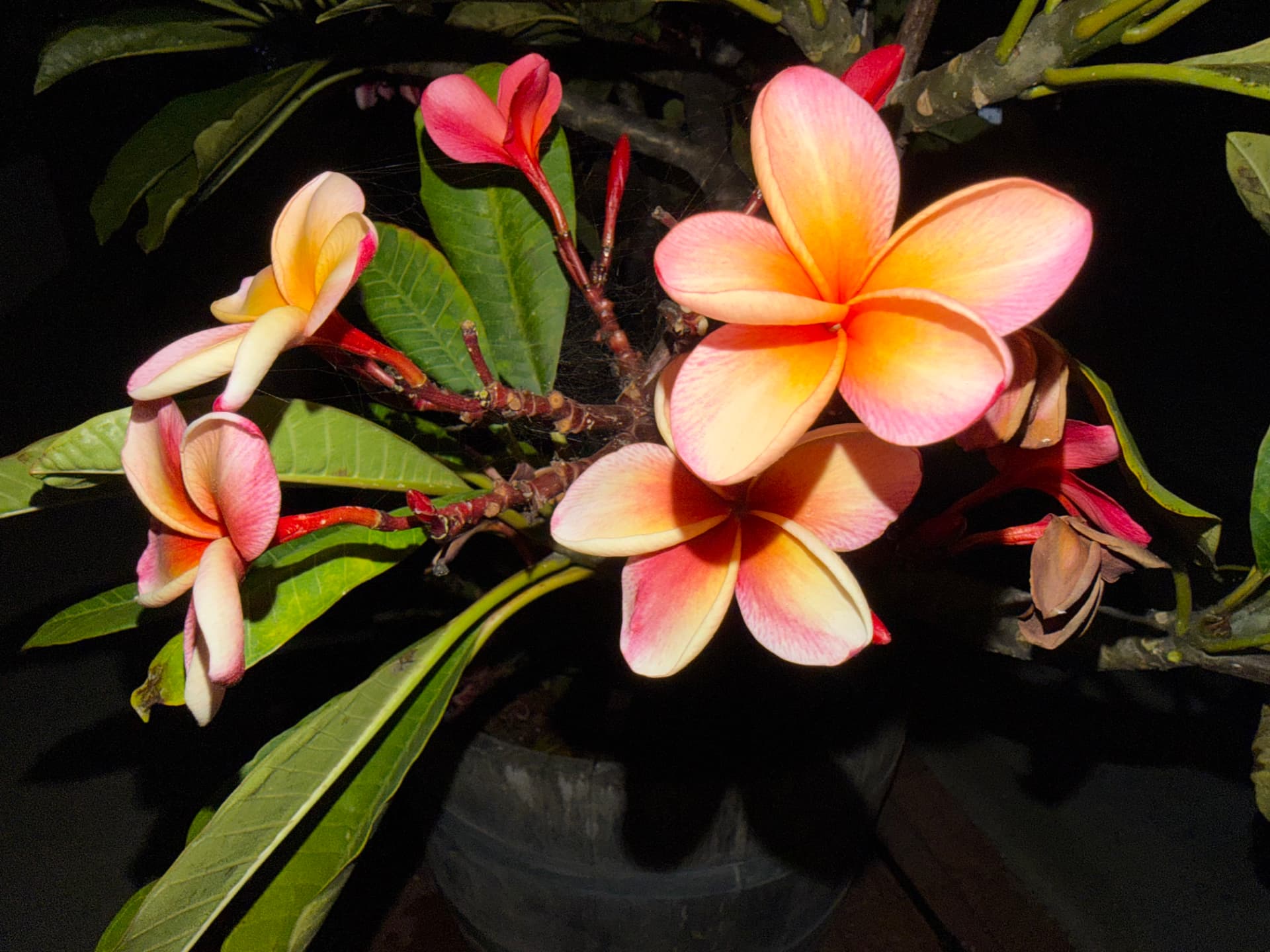 Sunset Held in Petals