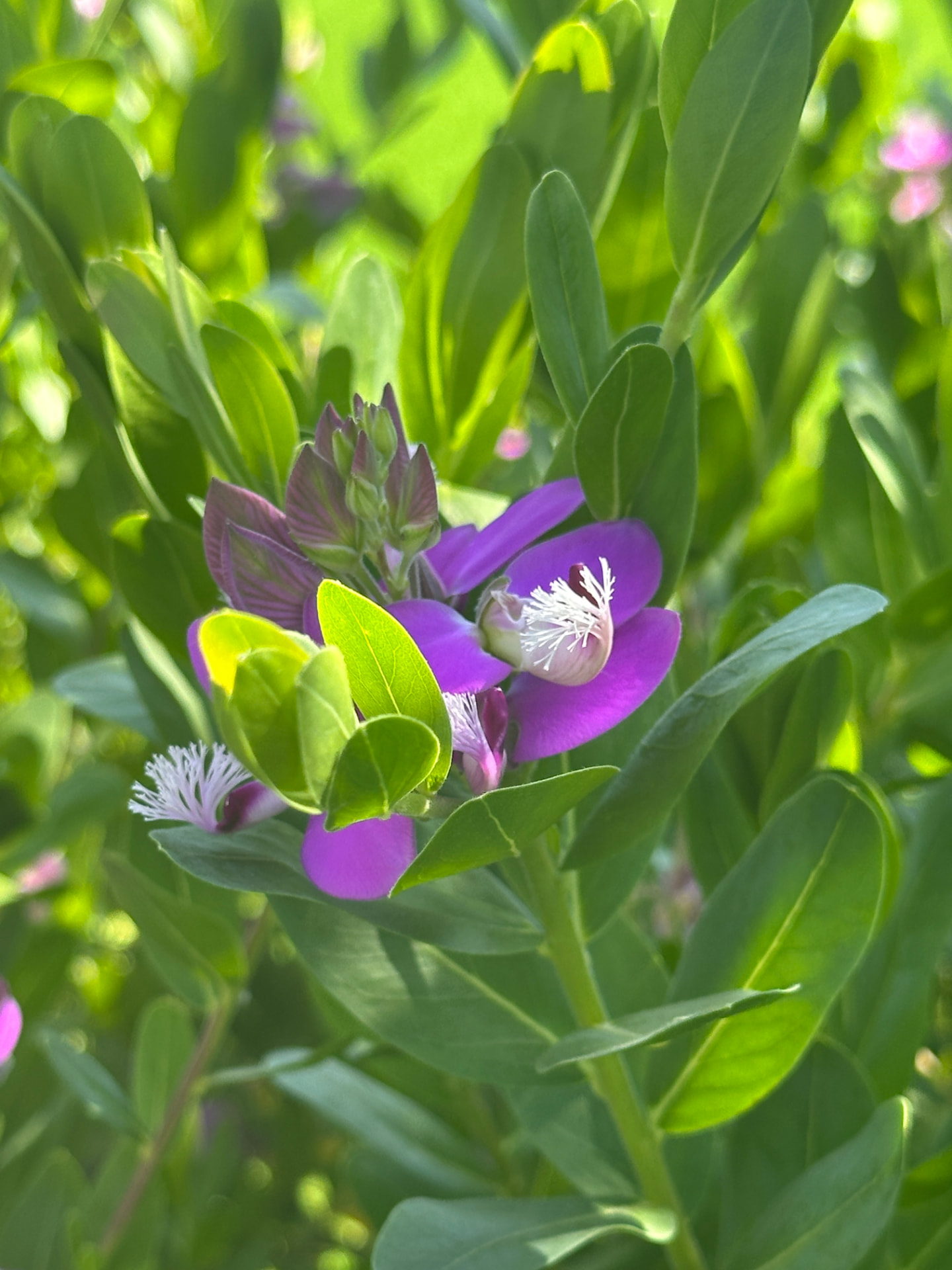 Violet Among the Green